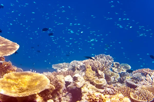 Big pack of tropical fishes over a coral reef — Stock Photo, Image