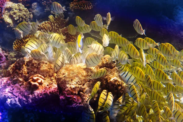 Oceano Índico. Mundo subaquático — Fotografia de Stock
