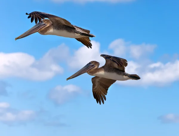 Dwa brązowe pelikany w locie — Zdjęcie stockowe