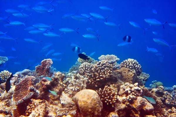 Grand paquet de poissons tropicaux sur un récif corallien — Photo