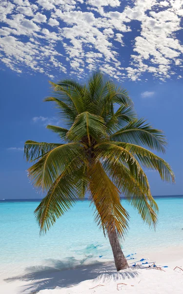 Pálmafa a cián tenger egy homokos strandján. Maldív-szigetek. — Stock Fotó