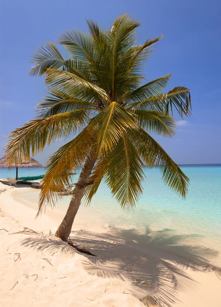 Pálmafa a cián tenger egy homokos strandján. Maldív-szigetek. — Stock Fotó