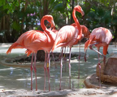Flamingo