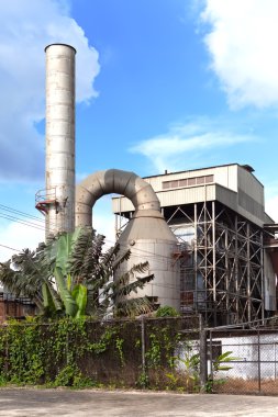 tropikal doğa arasında küçük bir bitki. Jamaika