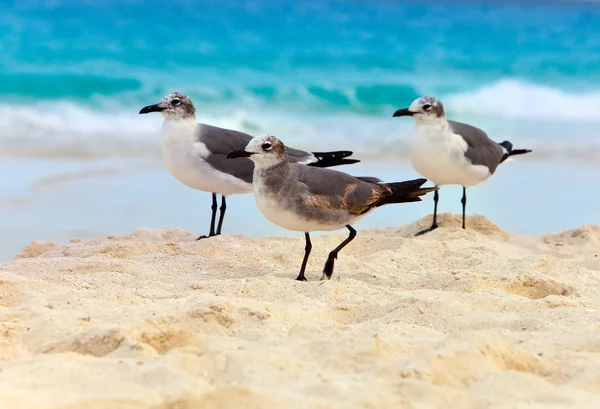 Måsen på sand — Stockfoto