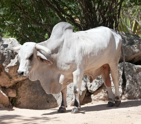 Witte stier — Stockfoto