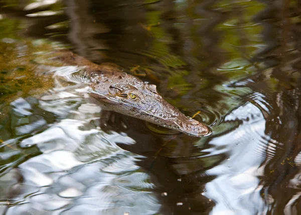 Crocodile — Stock Photo, Image