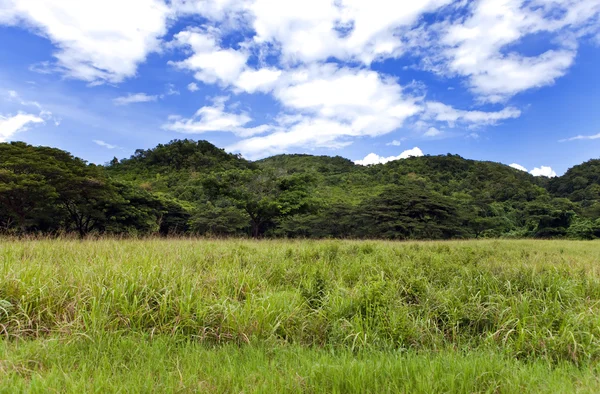 Jamaïque. Nature tropicale. Vallée de Nassau — Photo