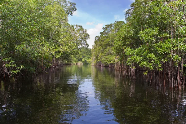 Tropiska snår mangroveskog på black river. Jamaica. — Stockfoto