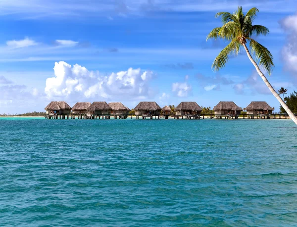 Huts in the sea and a palm tree — Stock Photo, Image
