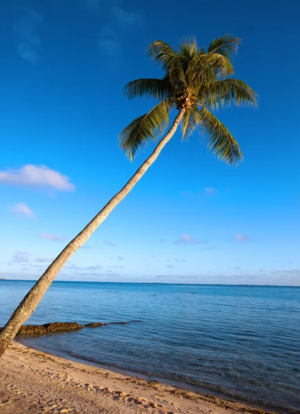 Palm tree on a sandy beach at the cyan sea. — Stock Photo, Image