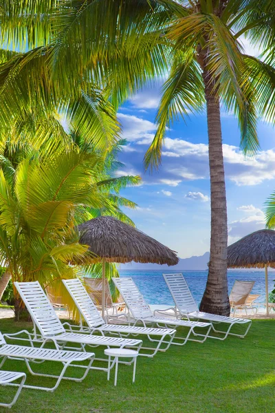 Stolar stranden under en Palm på stranden — Stockfoto