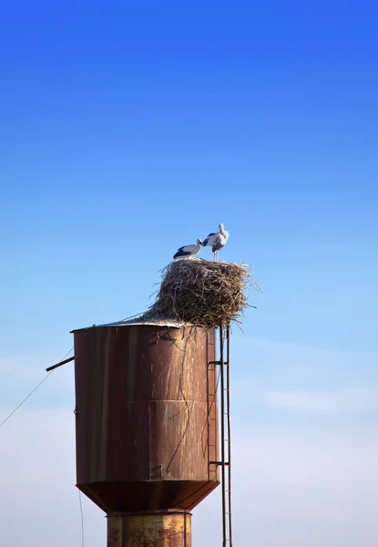 Cegonhas em um ninho em cima do tubo — Fotografia de Stock