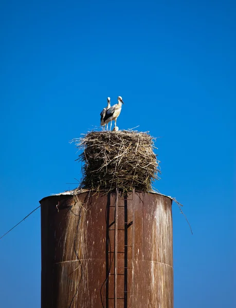 Storkar i ett fågelbo på röret — Stockfoto