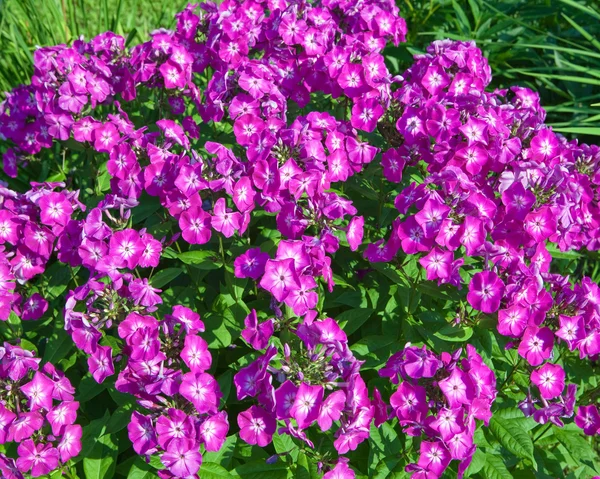 Bloeiende phloxes in een tuin — Stockfoto
