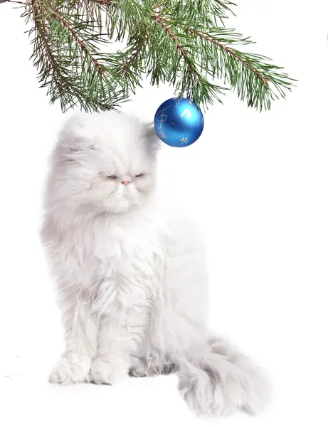 Новогодняя фотография - ветка с новогодними шарами и белой кошкой — стоковое фото