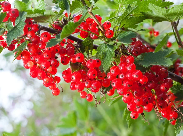 Branch with berries of red currant — Stock Photo, Image