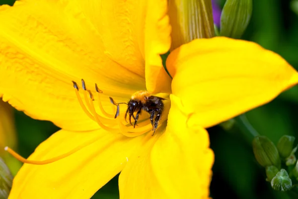 Včela na žluté lilie — Stock fotografie