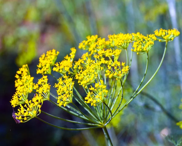 Twigs of fennel — 图库照片