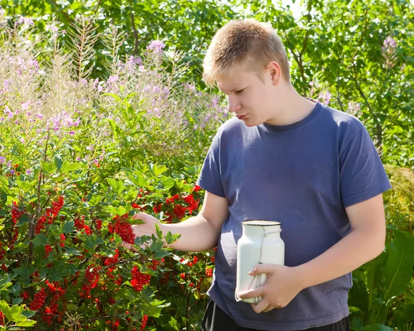 Der Junge pflückt Beeren einer roten Johannisbeere von einem Strauch in einem Garten — Stockfoto