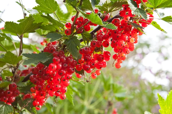 Branch with berries of red currant — Stock Photo, Image