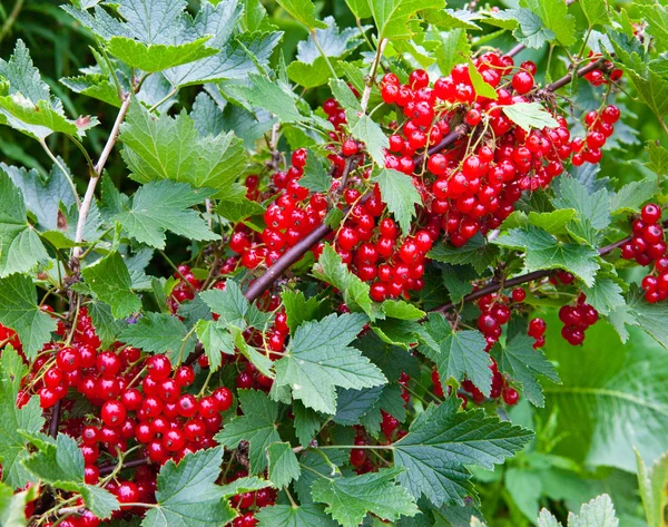 Branch with berries of red currant — Stock Photo, Image