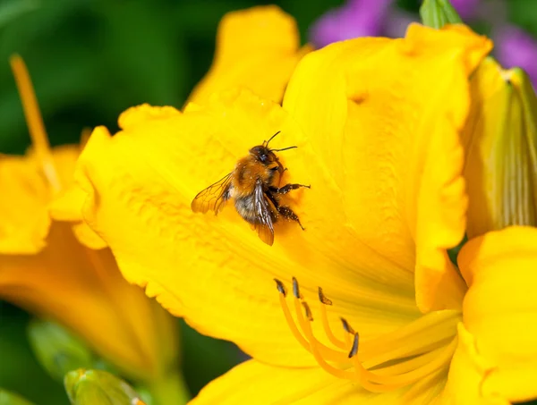 Včela na žluté lilie — Stock fotografie