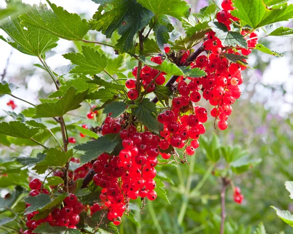 Branch with berries of red currant — Stock Photo, Image