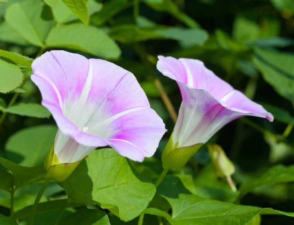 Legante da giardino — Foto Stock