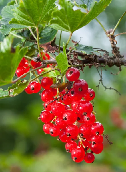 Branch with berries of red currant — Stock Photo, Image