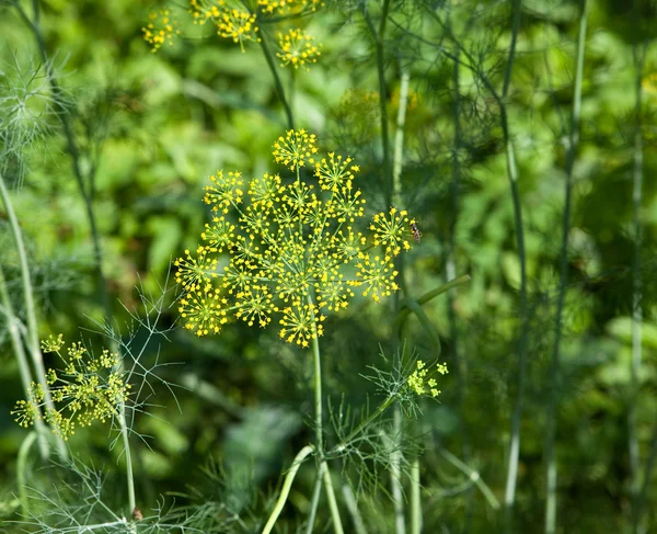 Twigs of fennel — Stock Photo, Image