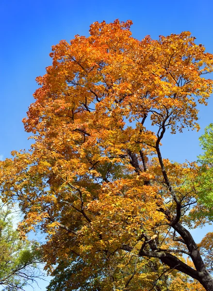 Árbol de otoño con follaje brillante sobre un fondo de cielo azul —  Fotos de Stock