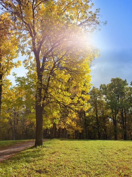 Árbol de otoño con follaje brillante sobre un fondo de cielo azul —  Fotos de Stock