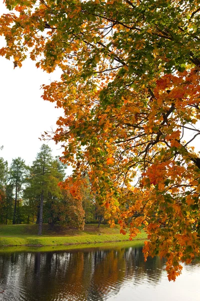 Árbol de otoño con follaje brillante se refleja en el lago —  Fotos de Stock