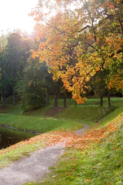 Den ljusa hösten trä — Stockfoto