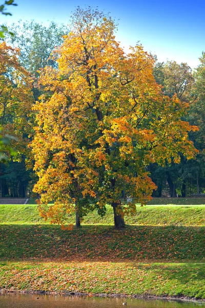 Parlak yapraklı sonbahar ağacı göle yansıyor — Stok fotoğraf