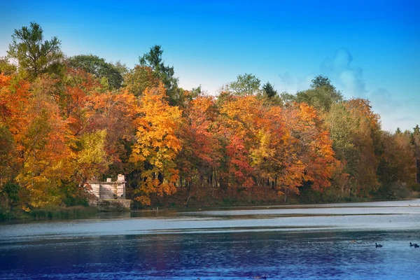 Albero autunnale con fogliame brillante si riflette nel lago — Foto Stock