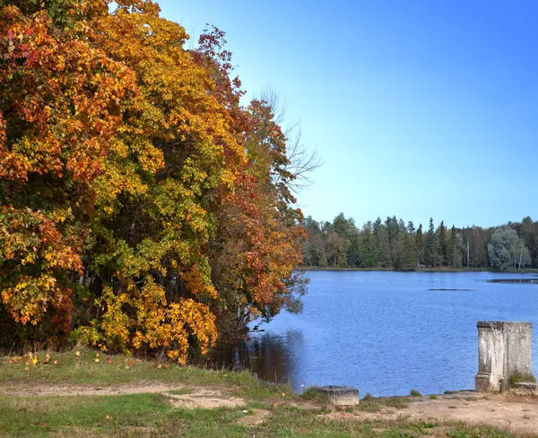 Árbol de otoño con follaje brillante se refleja en el lago —  Fotos de Stock