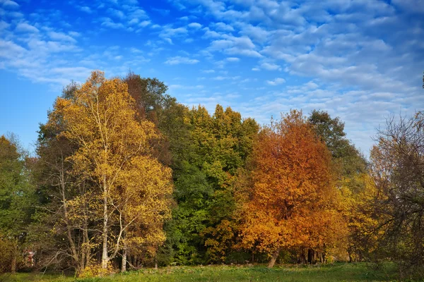 Il luminoso legno autunnale — Foto Stock