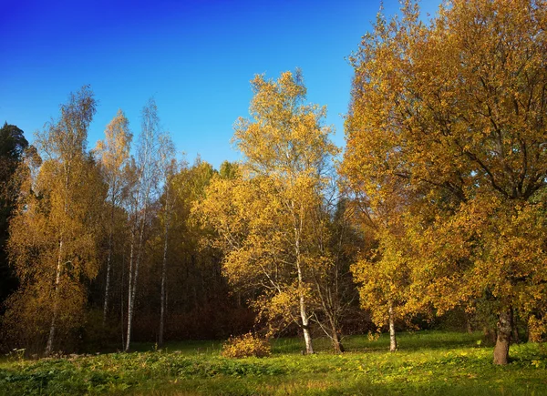 The bright autumn wood — Stock Photo, Image