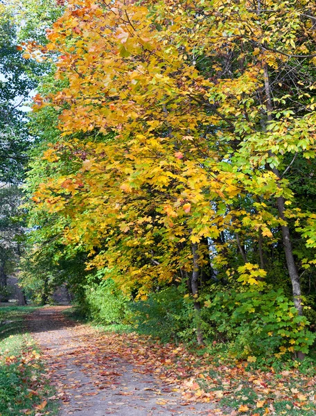 Трасса покрыта опавшими листьями в осеннем парке — стоковое фото