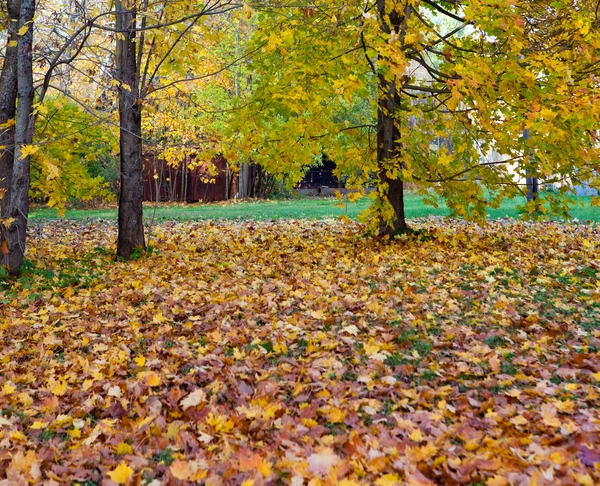 Parlak yaprakları ile sonbahar ağacı — Stok fotoğraf