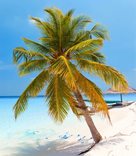 Palm tree on a sandy beach at the cyan sea. Maldives. — Stock Photo, Image