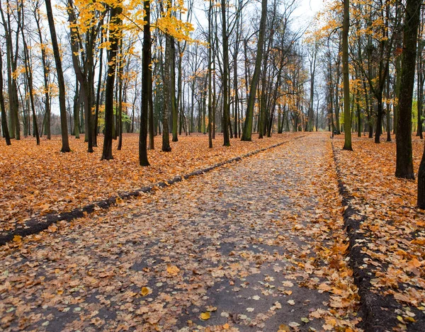 La strada coperta di foglie, nel parco autunnale — Foto Stock