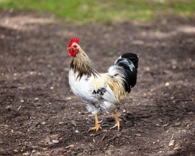 doğa arka plan üzerinde horoz