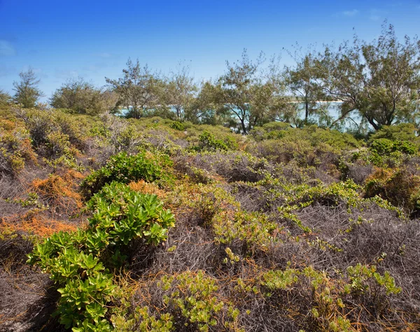 Mauritius. stenigt landskap av ön — Stockfoto