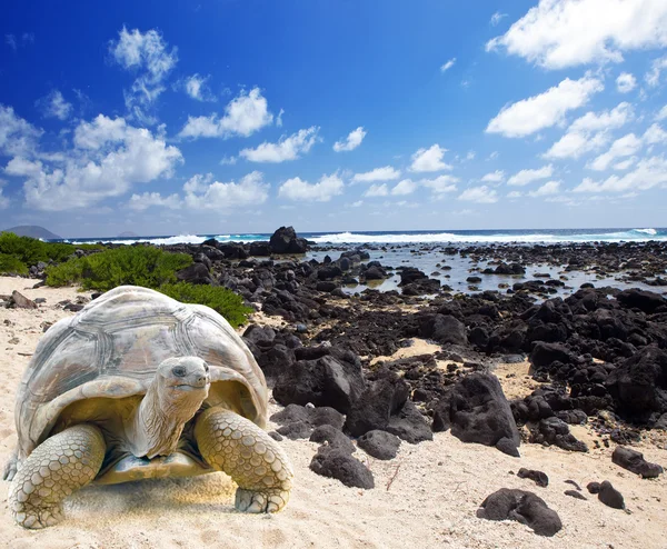 Tortuga grande (Megalochelys gigantea) en el borde del mar sobre el fondo de un paisaje tropical . —  Fotos de Stock