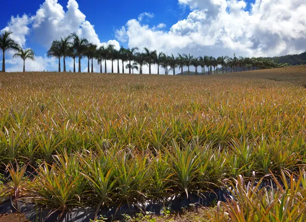 毛里求斯。人工林的菠萝在丘陵地形 — 图库照片
