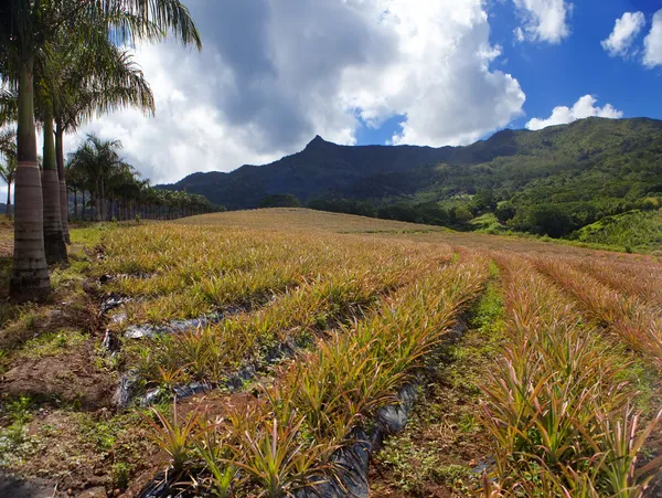 Mauritius. odlingar med ananas i en kuperad terräng — Stockfoto