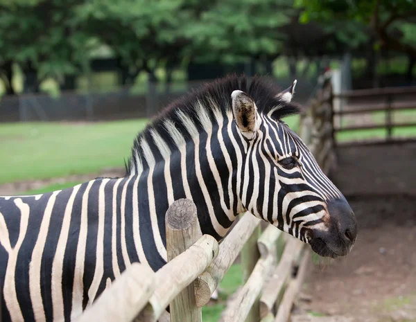 Zebra — Stok fotoğraf